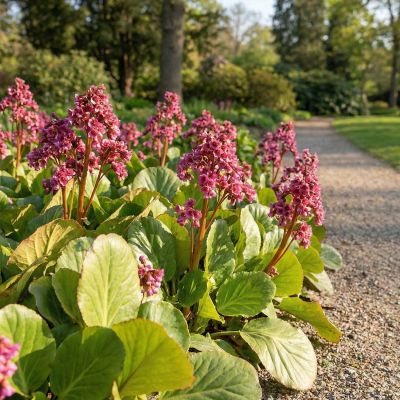Bergenie 'Winterglut'