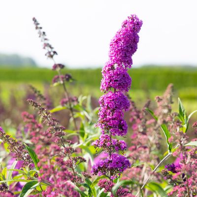 Schmetterlingsflieder 'Royal Red' Schmetterlingsflieder 'Royal Red'