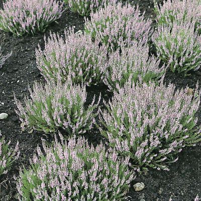 Sommerheide 'Spring Torch' Sommerheide 'Spring Torch'