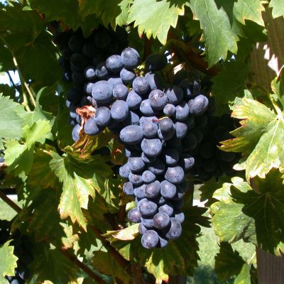 Weintraube 'Erdbeertraube' Weintraube 'Erdbeertraube'