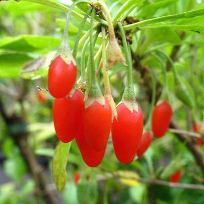 Goji-Beere 'Big Lifeberry®' - Die Fruchtsorte aus China