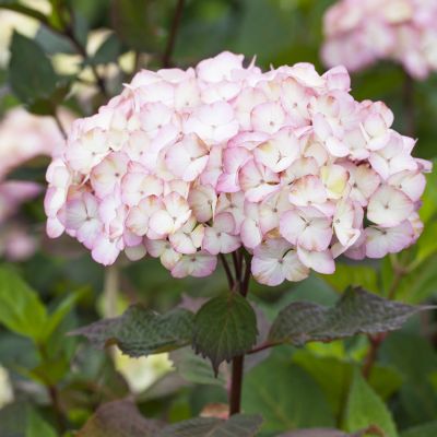 Gartenhortensie 'Preziosa' Gartenhortensie 'Preziosa'