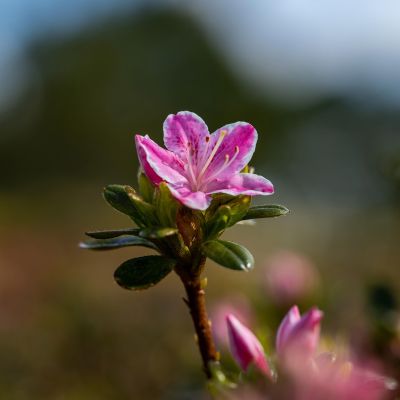 Japanische Azalee 'Kermesina Rosé'