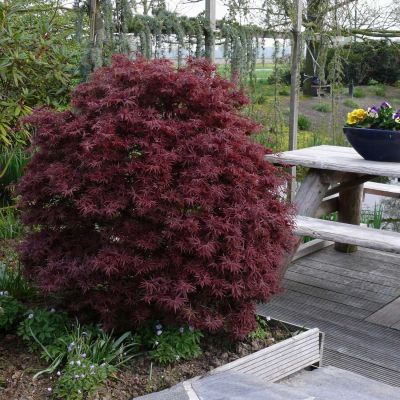Roter Zwergahorn 'Shaina' Roter Zwergahorn 'Shaina'