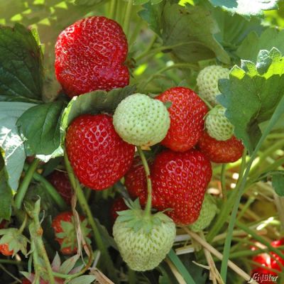 Erdbeere 'HUMMI®-Ferma 2000' Erdbeere 'HUMMI®-Ferma 2000'