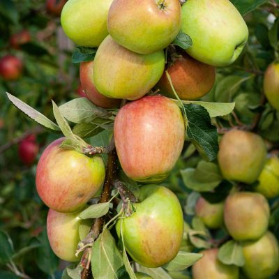 Winterapfel 'Hasenkopf / Echter Prinzenapfel'