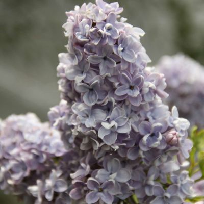 Französischer Flieder 'Aucubaefolia'