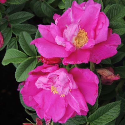 Apfelrose/Hagebutte 'Angelia Purple' Apfelrose/Hagebutte 'Angelia Purple'