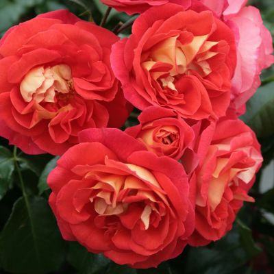 Beetrose 'Gebrüder Grimm®' - ADR-Rose Beetrose 'Gebrüder Grimm®' - ADR-Rose