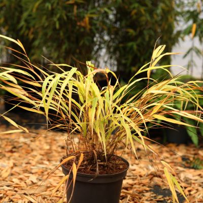 Japanisches Berg-Gras  'Albostriata' Japanisches Berg-Gras  'Albostriata'
