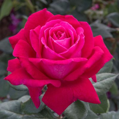 Edelrose 'Elegance' Edelrose 'Elegance'