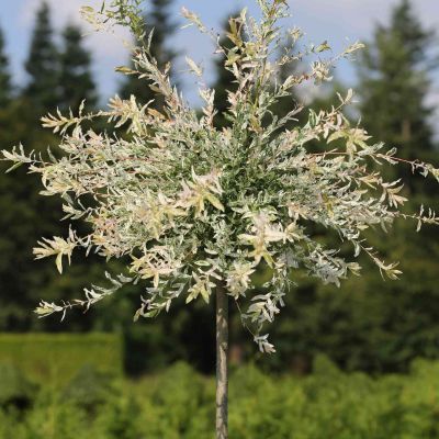 Weißbunte Japanweide 'Hakuro Nishiki' - Stamm