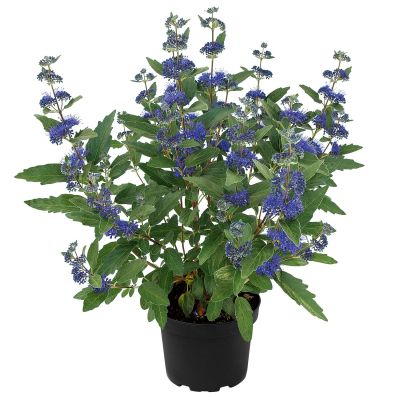 Bartblume 'Blue Knight' ® Bartblume 'Blue Knight' ®