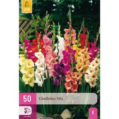 Gladiolen 'Mix' - 50 Stück