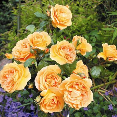 Nostalgische Beetrose 'Bernstein Rose®' Nostalgische Beetrose 'Bernstein Rose®'