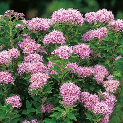 Rote Sommerspiere 'Odessa'