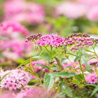 Zwerg-Spiere 'Little Princess'