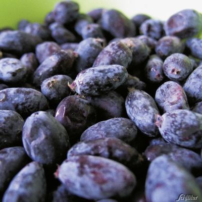 Sibirische Blaubeere 'Siniglaska' Sibirische Blaubeere 'Siniglaska'