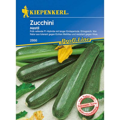 Zucchini 'Mastil' Zucchini 'Mastil'