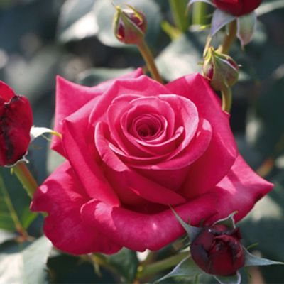 Edelrose 'Charisma' - ADR-Rose Edelrose 'Charisma' - ADR-Rose