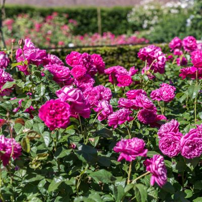 David Austin-Rose 'James L. Austin®' David Austin-Rose 'James L. Austin®'
