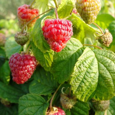 Zwerg-Herbsthimbeere 'BonBonBerry® Yummy'