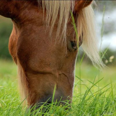 RUDLOFF-EQUITANA® Kräutermischung für Pferde RUDLOFF-EQUITANA® Kräutermischung für Pferde