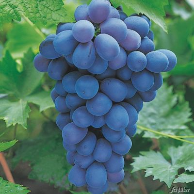 Weintraube 'Muscat bleu' C 2 Weintraube 'Muscat bleu' C 2