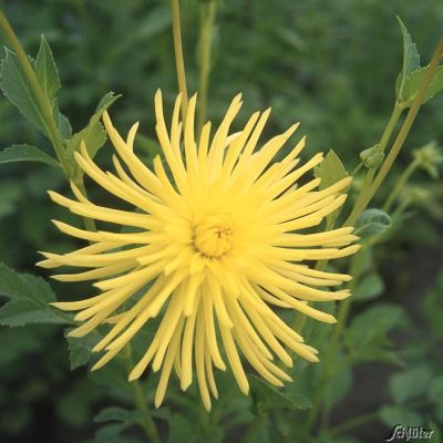 Kaktusdahlie 'Yellow Star' - 1 Stück