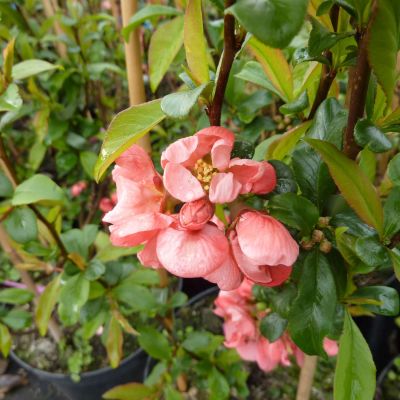 Zierquitte 'Pink Lady' Zierquitte 'Pink Lady'