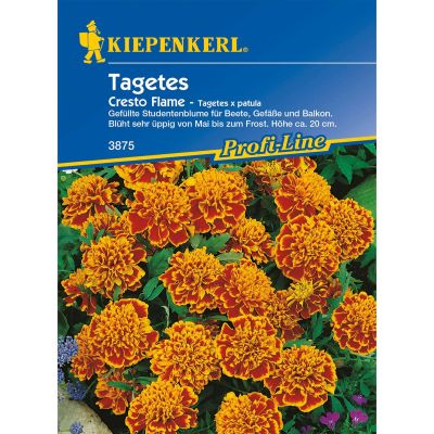 Tagetes 'Cresto Flame' Tagetes 'Cresto Flame'