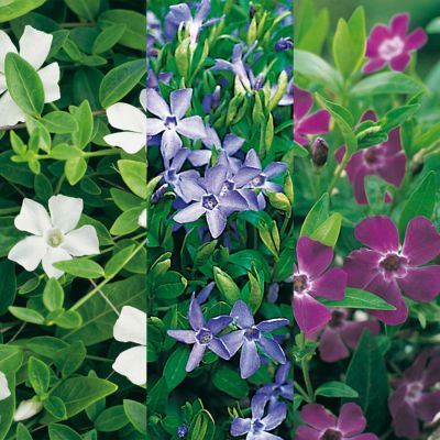 Kleines Immergrün-Trio - Dreifarbig