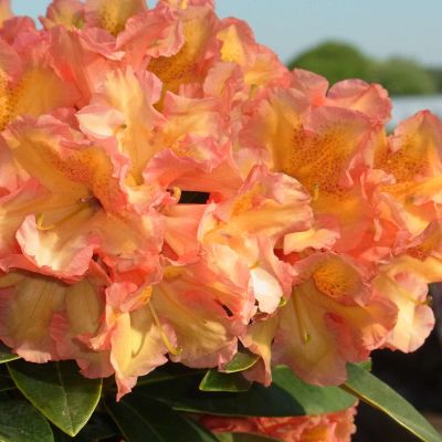 Rhododendron 'Orange Flirt'
