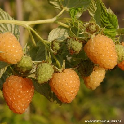 Dornenlose Herbsthimbeere 'Autumn Amber' Dornenlose Herbsthimbeere 'Autumn Amber'