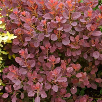 Perückenstrauch 'Royal Purple'