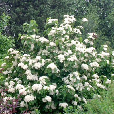 Breitdoldiger Schneeball 'Cardinal Candy' C5 40 - 60 cm Breitdoldiger Schneeball 'Cardinal Candy'