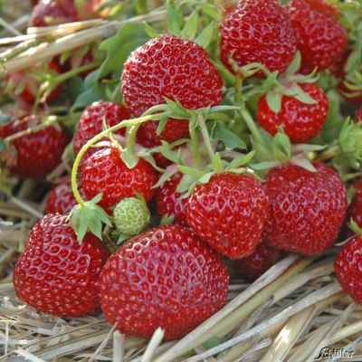 Erdbeere 'HUMMI Sengana Selektion®' HZ Erdbeere 'HUMMI Sengana Selektion®' HZ