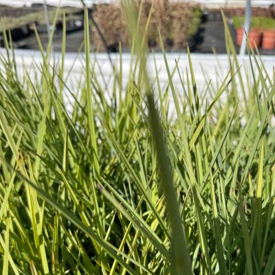 Flachslilie 'Coolvista' Flachslilie 'Coolvista'