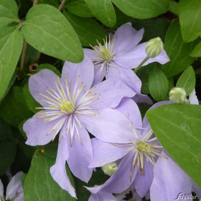 Clematis 'Justa' Clematis 'Justa'