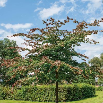 Eisenholzbaum 'Vanessa'