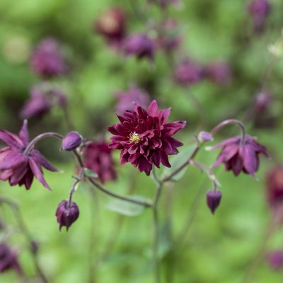 Gefüllte Akelei 'Black Barlow'