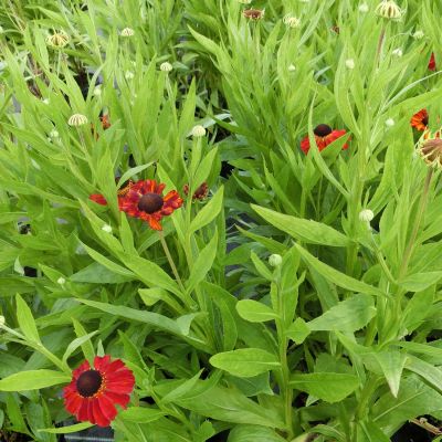 Sonnenbraut 'Red Army'