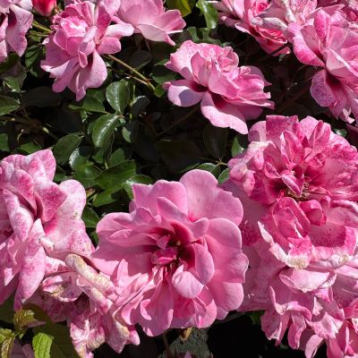 Persische Rose 'Bright Eyes®'