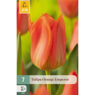 Fosteriana Tulpe 'Oranger Kaiser/ Orange Emperor' - 7 Stück