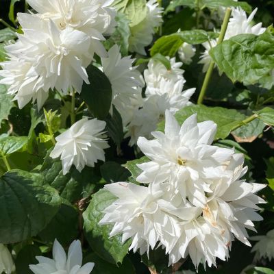 Gefüllter Zwerg-Gartenjasmin 'Pearls of Perfume'
