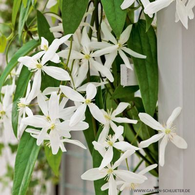 Immergrüne Clematis 'Snowdrift' Immergrüne Clematis 'Snowdrift'