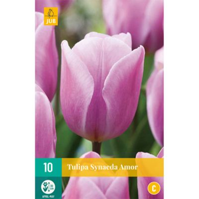 Triumph-Tulpe 'Synaeda Amor' - 7 Stück