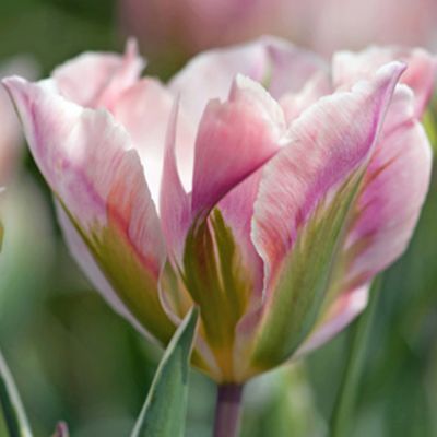 Viridiflora Tulpe 'China Town' - 5 Stück