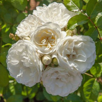 Beetrose 'Marina Picasso®'  Beetrose 'Marina Picasso®'