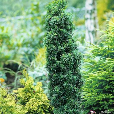 Säuleneibe 'Fastigiata Robusta' Säuleneibe 'Fastigiata Robusta'